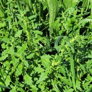 Dysphania pumilio at Crace Grasslands - 22 Jan 2024