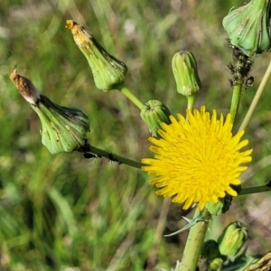 Sonchus asper at Crace Grasslands - 22 Jan 2024