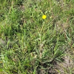 Sonchus asper at Crace Grasslands - 22 Jan 2024 09:20 AM