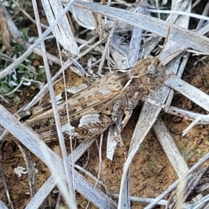 Austroicetes sp. (genus) at Crace Grasslands - 22 Jan 2024