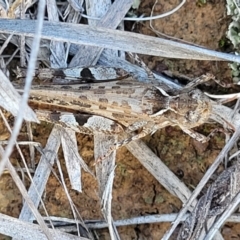 Austroicetes sp. (genus) at Crace Grasslands - 22 Jan 2024