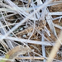 Austroicetes sp. (genus) at Crace Grasslands - 22 Jan 2024