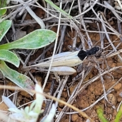 Austroicetes sp. (genus) at Crace Grasslands - 22 Jan 2024