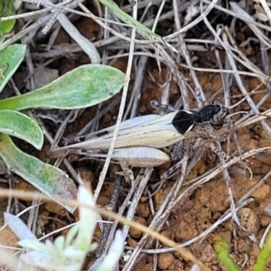 Austroicetes sp. (genus) at Crace Grasslands - 22 Jan 2024 09:14 AM