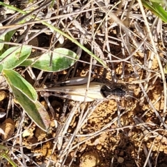 Austroicetes sp. (genus) at Crace Grasslands - 22 Jan 2024