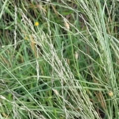 Eragrostis curvula (African Lovegrass) at Crace Grasslands - 21 Jan 2024 by trevorpreston