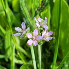 Erodium cicutarium (Common Storksbill, Common Crowfoot) at Crace Grasslands - 22 Jan 2024 by trevorpreston