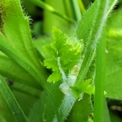 Erodium cicutarium at Crace Grasslands - 22 Jan 2024