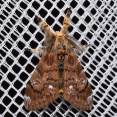 Orgyia anartoides (Painted Apple Moth) at QPRC LGA - 21 Jan 2024 by DianneClarke