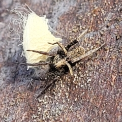 Unidentified Other hunting spider at Crace Grasslands - 21 Jan 2024 by trevorpreston