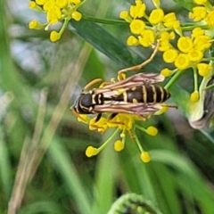 Polistes (Polistes) chinensis (Asian paper wasp) at Crace Grasslands - 22 Jan 2024 by trevorpreston