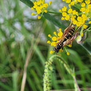 Polistes (Polistes) chinensis at Crace Grasslands - 22 Jan 2024