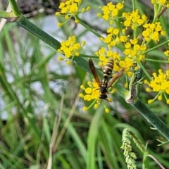 Polistes (Polistes) chinensis at Crace Grasslands - 22 Jan 2024