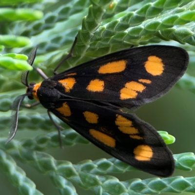 Asura cervicalis (Spotted Lichen Moth) at Exeter - 22 Jan 2024 by Hejor1