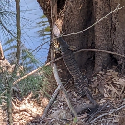 Varanus varius (Lace Monitor) at Burrinjuck Nature Reserve - 22 Jan 2024 by Bidge