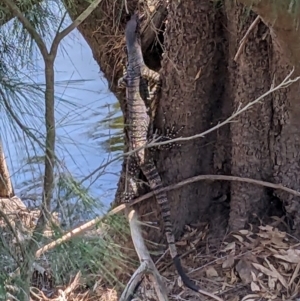 Varanus varius at Burrinjuck Nature Reserve - 22 Jan 2024