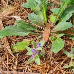 Ajuga australis at Isaacs Pines (ICP) - 22 Jan 2024