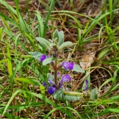 Ajuga australis at Isaacs Pines (ICP) - 22 Jan 2024