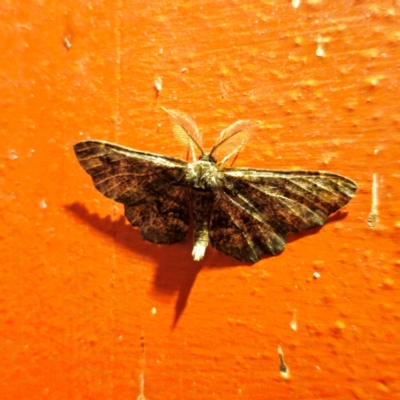 Pholodes sinistraria (Sinister or Frilled Bark Moth) at QPRC LGA - 22 Jan 2024 by Csteele4