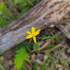 Tricoryne elatior (Yellow Rush Lily) at Bungonia, NSW - 22 Jan 2024 by Csteele4