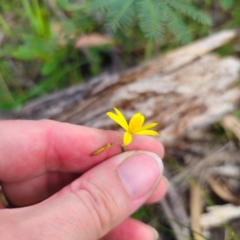 Tricoryne elatior at Bungonia National Park - 22 Jan 2024