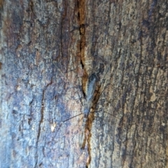 Emesinae sp. (sub-family) (A thread-legged bug) at Kambah, ACT - 22 Jan 2024 by HelenCross