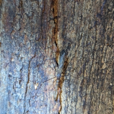 Emesinae sp. (sub-family) (A thread-legged bug) at Lions Youth Haven - Westwood Farm A.C.T. - 22 Jan 2024 by HelenCross