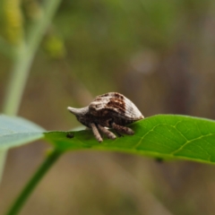 Oemethylus triangularis (Wild Passionfruit Weevil) at Bungonia, NSW - 22 Jan 2024 by Csteele4