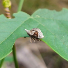 Oemethylus triangularis at Bungonia National Park - 22 Jan 2024 05:49 PM