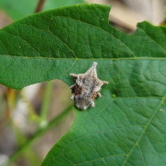 Oemethylus triangularis at Bungonia National Park - 22 Jan 2024 05:49 PM