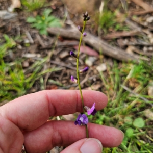 Glycine tabacina at Bungonia National Park - 22 Jan 2024 06:43 PM