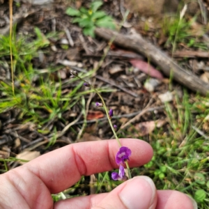 Glycine tabacina at Bungonia National Park - 22 Jan 2024 06:43 PM