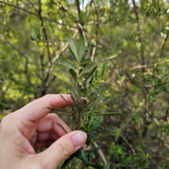 Bursaria spinosa subsp. lasiophylla at Bungonia National Park - 22 Jan 2024