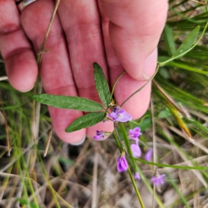 Glycine microphylla at Bungonia National Park - 22 Jan 2024