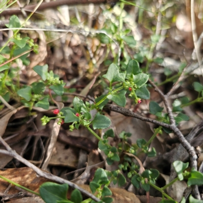 Einadia hastata (Berry Saltbush) at Bungonia, NSW - 22 Jan 2024 by Csteele4