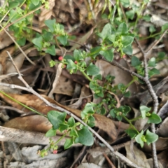 Einadia hastata at Bungonia National Park - 22 Jan 2024 06:04 PM