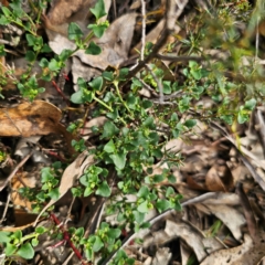 Einadia hastata at Bungonia National Park - 22 Jan 2024 06:04 PM