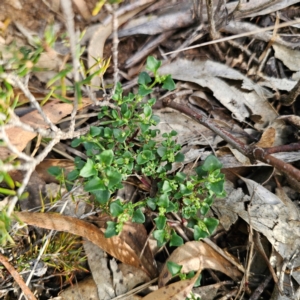 Einadia hastata at Bungonia National Park - 22 Jan 2024 06:04 PM