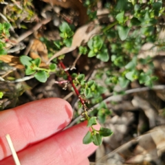 Einadia hastata at Bungonia National Park - 22 Jan 2024 06:04 PM