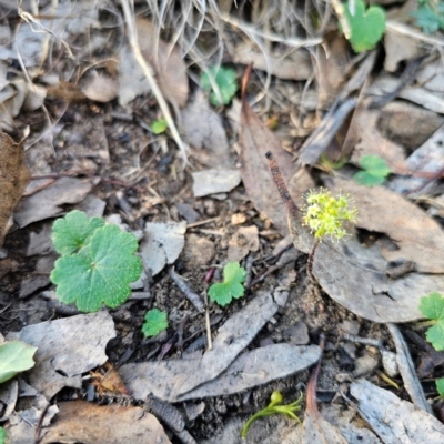 Hydrocotyle laxiflora (Stinking Pennywort) at Bungonia, NSW - 22 Jan 2024 by Csteele4