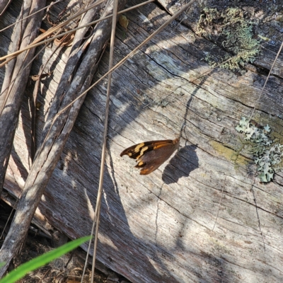 Heteronympha merope (Common Brown Butterfly) at Bungonia, NSW - 22 Jan 2024 by Csteele4