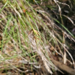 Themeda triandra (Kangaroo Grass) at Bungonia, NSW - 22 Jan 2024 by Csteele4