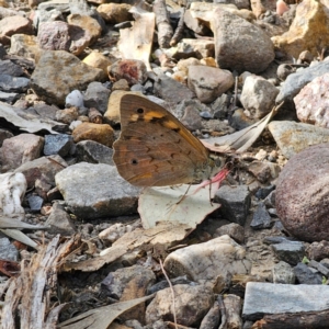 Heteronympha merope at Bungonia National Park - 22 Jan 2024