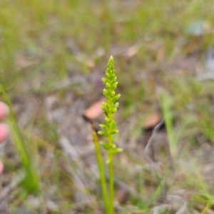 Microtis parviflora at QPRC LGA - suppressed