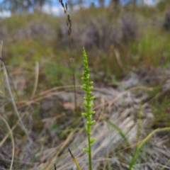 Microtis parviflora at QPRC LGA - 22 Jan 2024