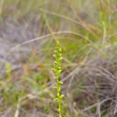 Microtis parviflora at QPRC LGA - suppressed