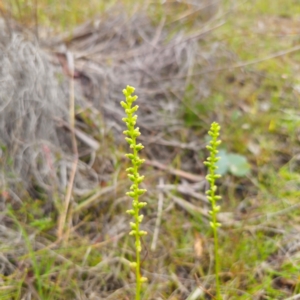 Microtis parviflora at QPRC LGA - suppressed