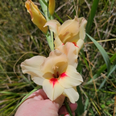 Gladiolus sp. (Gladiolus) at QPRC LGA - 22 Jan 2024 by Csteele4