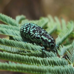 Chrysolopus spectabilis (Botany Bay Weevil) at QPRC LGA - 22 Jan 2024 by Csteele4