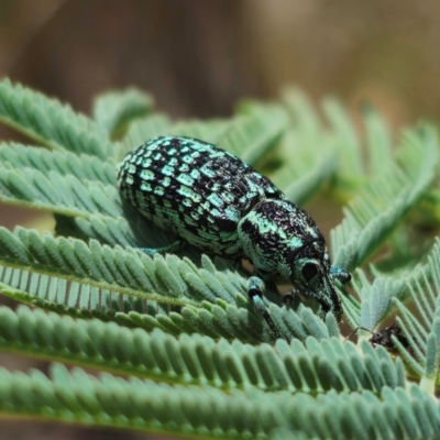 Chrysolopus spectabilis (Botany Bay Weevil) at QPRC LGA - 22 Jan 2024 by Csteele4